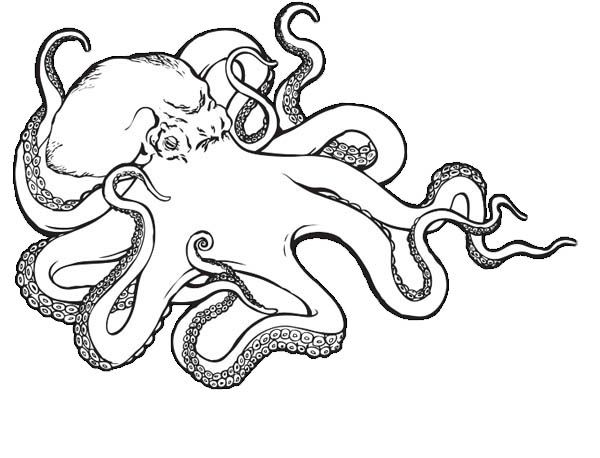 17 Best Cephalopods Images On Octopus, Octopuses 600x458 17 Best Cephalopods Images On Octopus, Octopuses