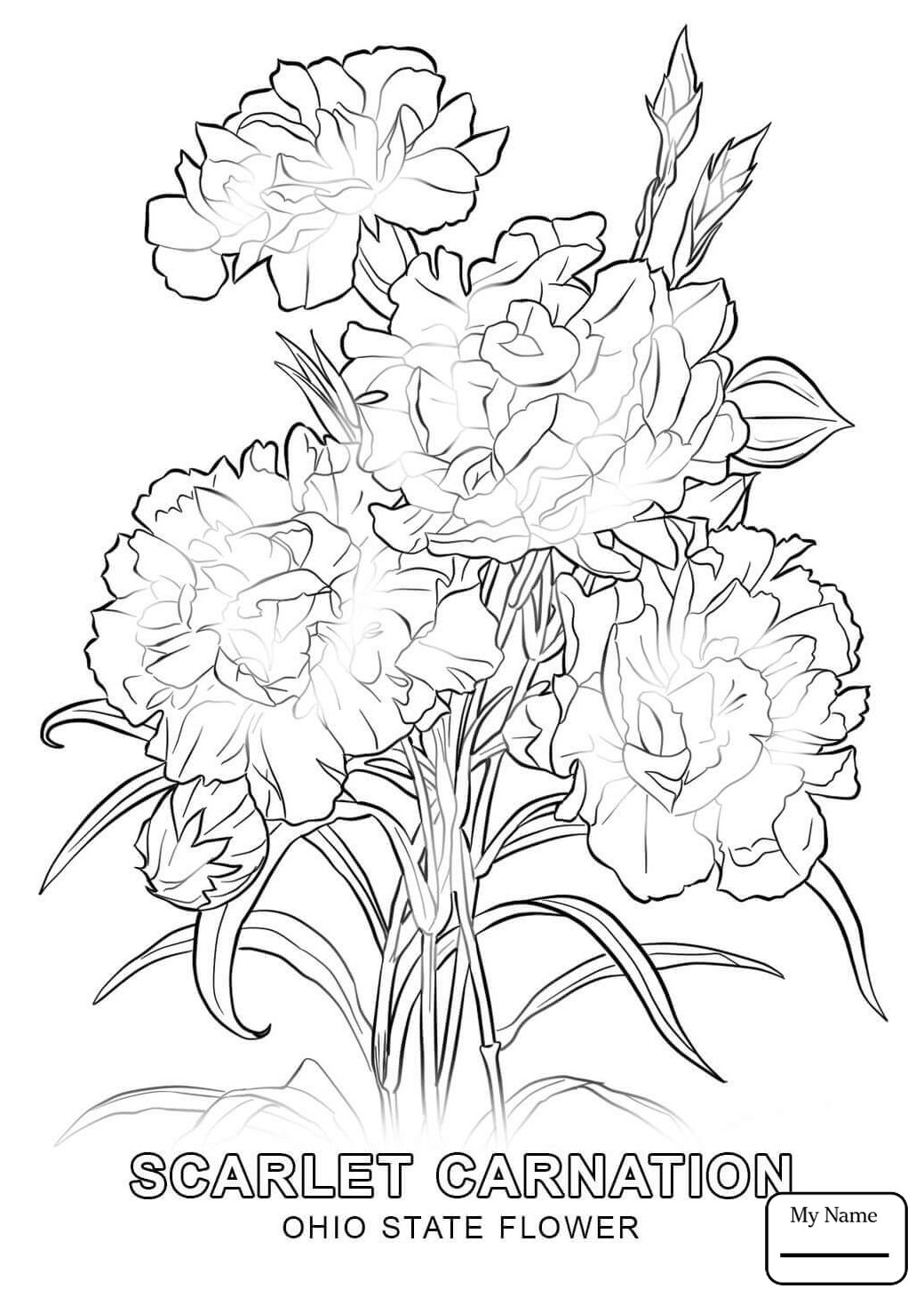 1040x1469 Ohio State Bird Countries Cultures Coloring Pages Red Carnation