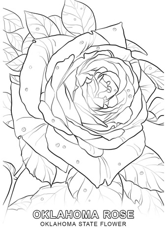 Oklahoma Rose Drawing 340x480 Oklahoma Rose Drawing