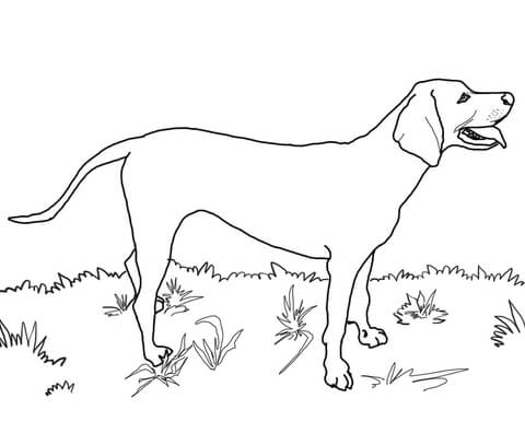 Redbone Coonhound Coloring Page 480x407 Redbone Coonhound Coloring Page