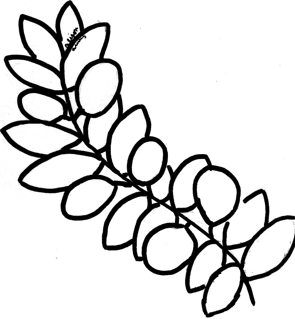 Olive Branch Coloring Pages 961x1037 Olive Branch Coloring Pages