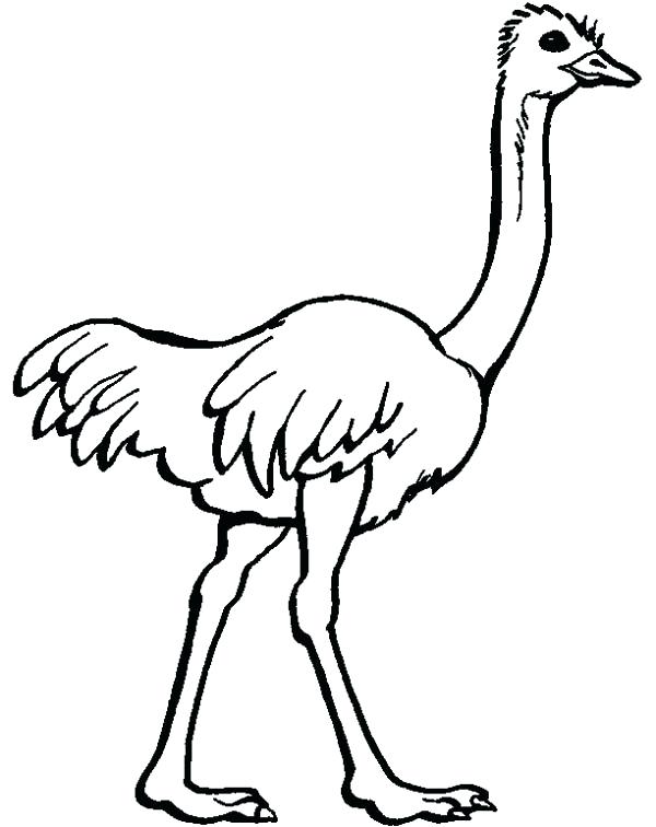 Ostrich Coloring Page Ostrich Image Coloring Page Olive 600x756 Ostrich Coloring Page Ostrich Image Coloring Page Olive