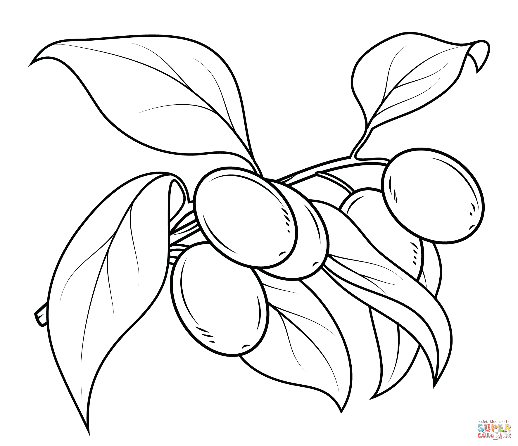Fresh Kumquat Branch Coloring Page 1772x1526 Fresh Kumquat Branch Coloring Page