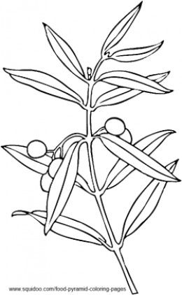 Olive Tree Coloring Pages Zaa Zytoon, Olives, 260x422 Olive Tree Coloring Pages Zaa Zytoon, Olives,