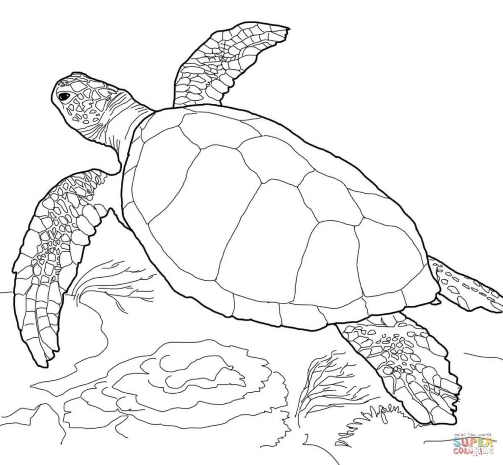 Sea Turtle Coloring Pages Get Bubbles 1024x946 Sea Turtle Coloring Pages Get Bubbles