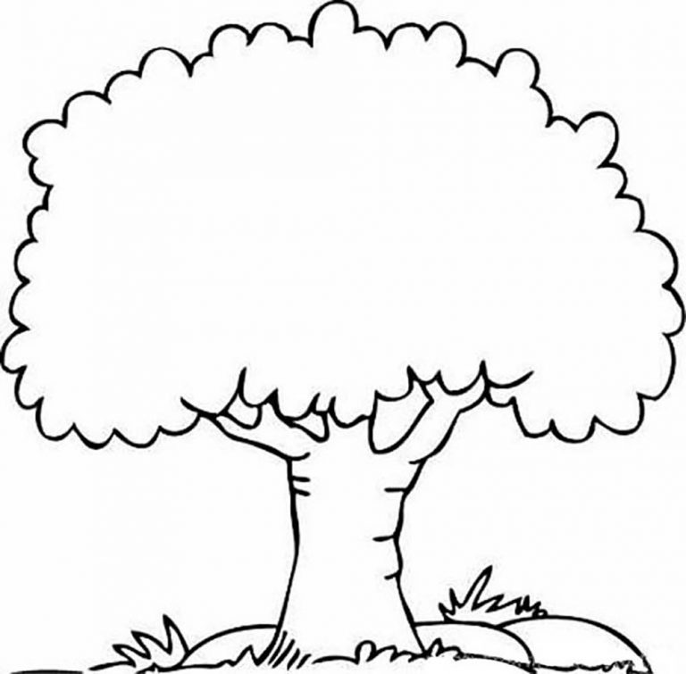 Coloring Pages Of Different Trees New Inspiring Tree Outline Image 768x755 Coloring Pages Of Different Trees New Inspiring Tree Outline Image