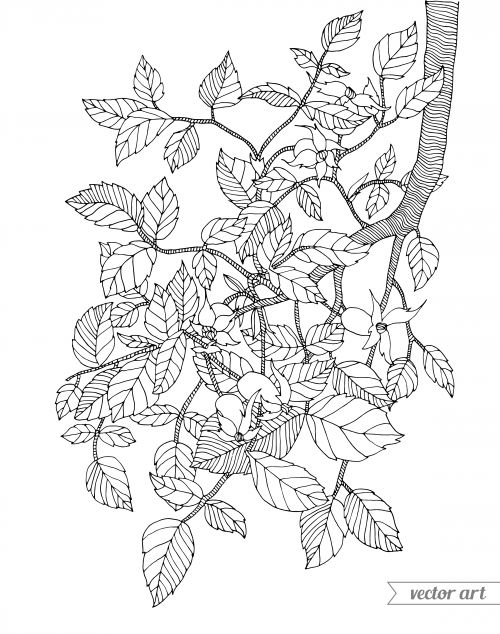 19 Best Advanced Nature Coloring Pages Images 500x634 19 Best Advanced Nature Coloring Pages Images