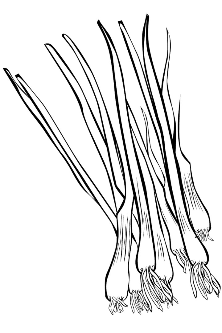Onion Coloring Pages To Download And Print For Free 720x1080 Onion Coloring Pages To Download And Print For Free
