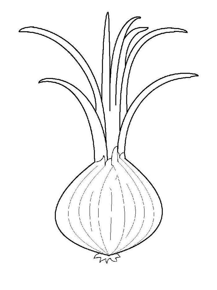 Onion Coloring Pages. Download And Print Onion Coloring Pages 750x1000 Onion Coloring Pages. Download And Print Onion Coloring Pages