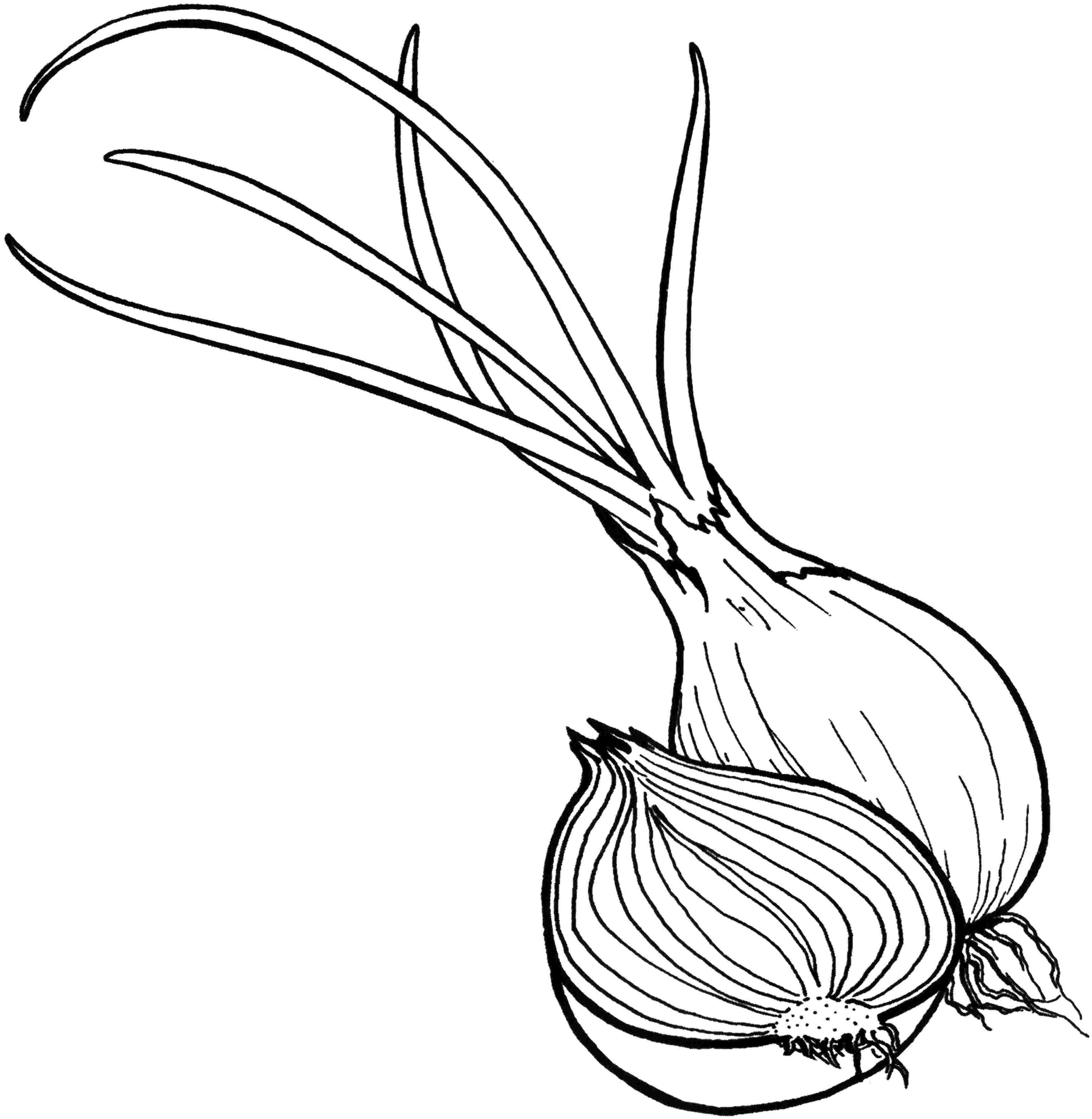 Vegetable Coloring Pages 3428x3514 Vegetable Coloring Pages