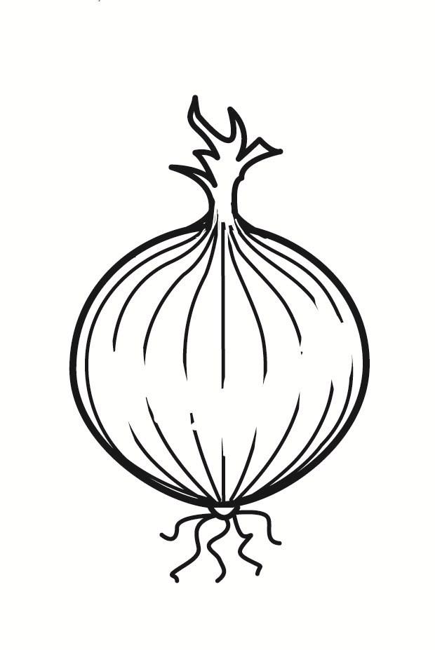 Coloring Page Onion 620x927 Coloring Page Onion