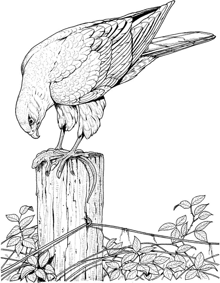 Online Printable Coloring Pages For Adults