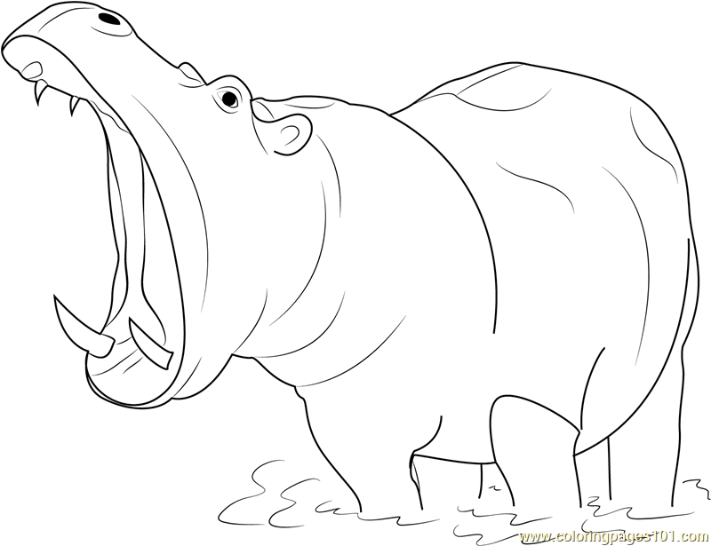 800x615 Kuvahaun Tulos Haulle Hippo Drawing Viidakko