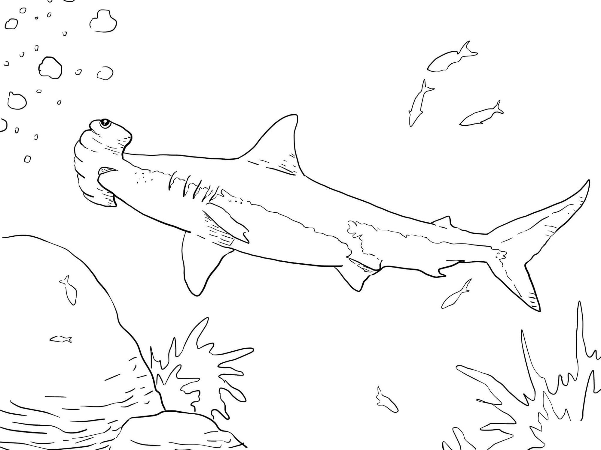 2000x1500 Shark Color Page For Fish Lovers Kiddo Shelter Coloring Pages