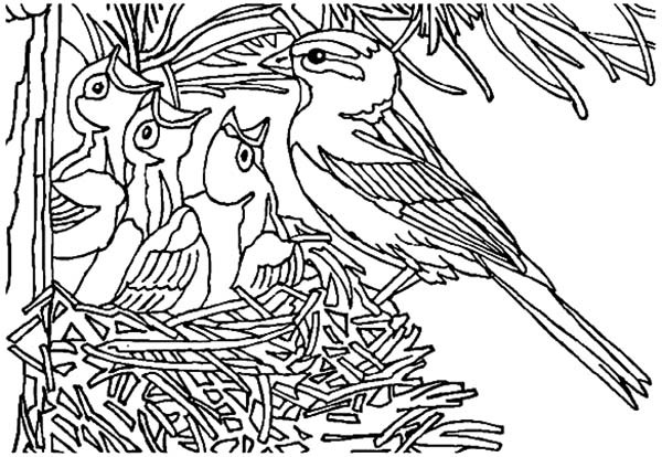 600x414 Baby Bird Open Their Mouth Wide In Bird Nest Coloring Pages Best