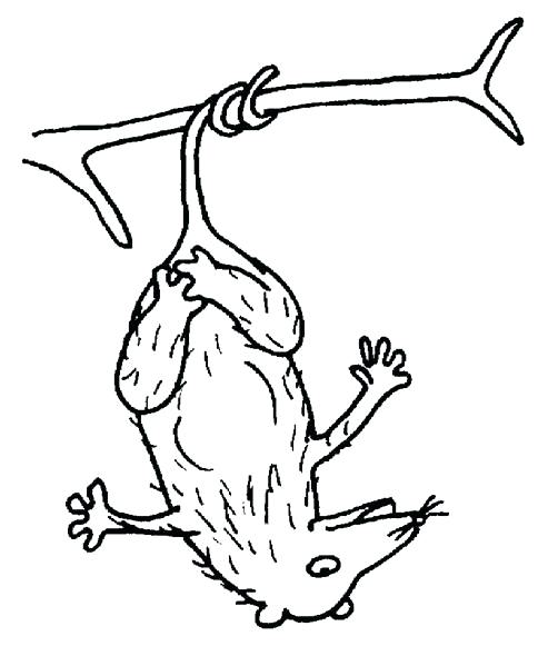 Opossum Coloring Pages Opossum Coloring Page Animals Town Color 502x590 Opossum Coloring Pages Opossum Coloring Page Animals Town Color