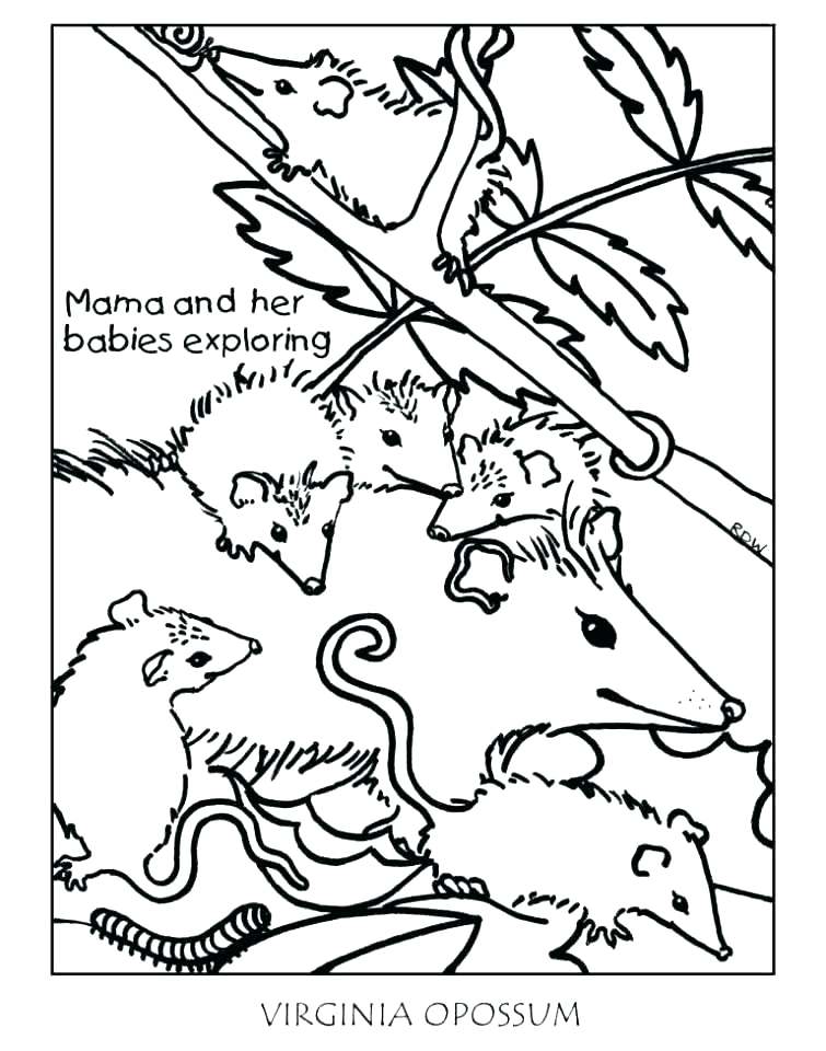 Possum Coloring Pages Possum Coloring Pages Opossum Coloring Pages 755x960 Possum Coloring Pages Possum Coloring Pages Opossum Coloring Pages