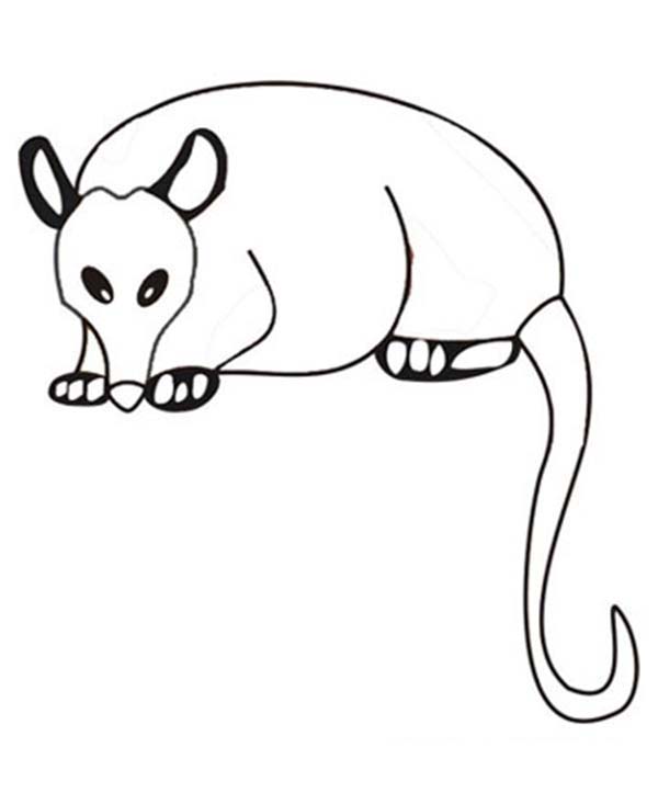 Possum Coloring Pages Printable 600x733 Possum Coloring Pages Printable