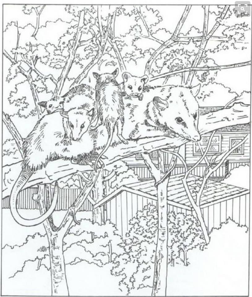 Possum Coloring Page Opossums ~ Books, Crafts, Decor, Photos 815x960 Possum Coloring Page Opossums ~ Books, Crafts, Decor, Photos