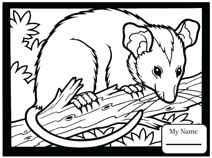 Skunk Coloring Page Opossum Coloring Pages Opossum Coloring Pages 734x548 Skunk Coloring Page Opossum Coloring Pages Opossum Coloring Pages
