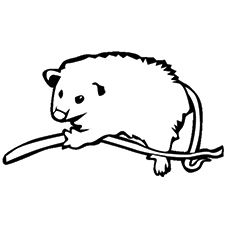 Top 10 Possum (Opossum) Coloring Pages For Your Kids 230x230 Top 10 Possum (Opossum) Coloring Pages For Your Kids