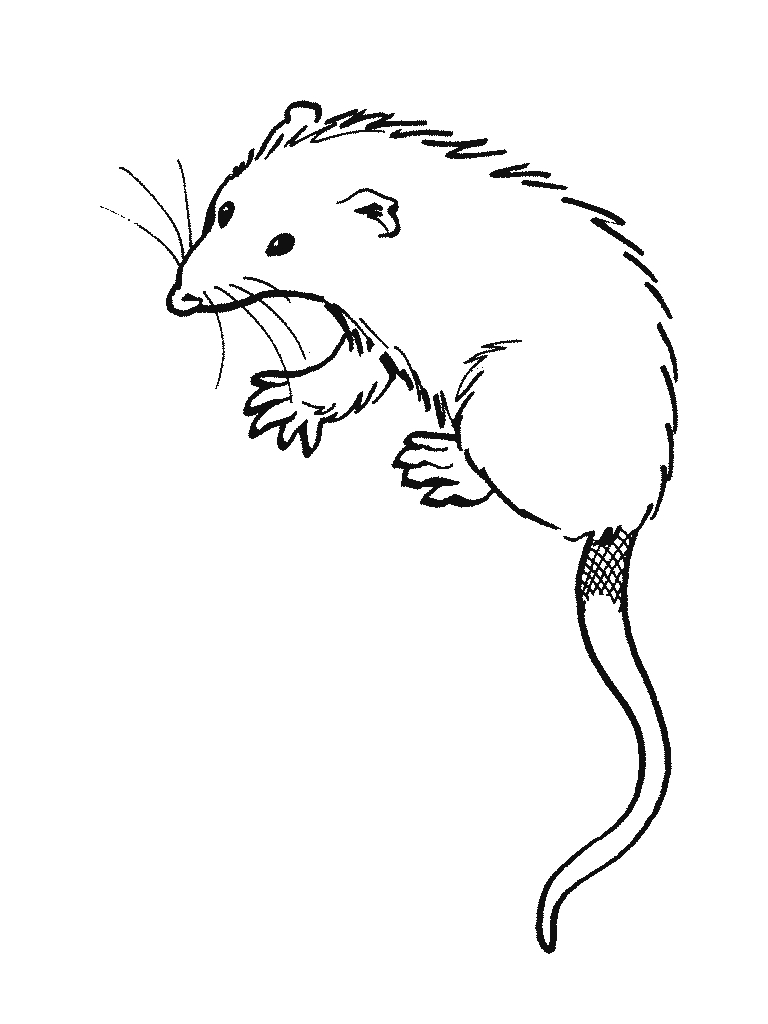 Interesting Possum Coloring Page Luxury Opossu 768x1024 Interesting Possum Coloring Page Luxury Opossu