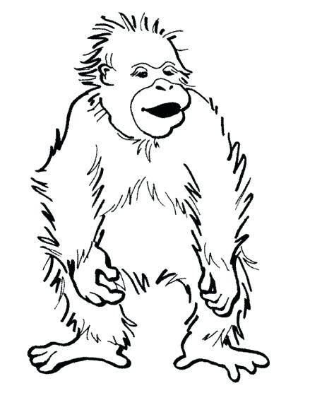 Orangutan Coloring Page at GetColorings.com | Free printable colorings ...