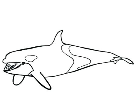 440x330 Orca Coloring Page Coloring Pages Orca Coloring Pages Printable