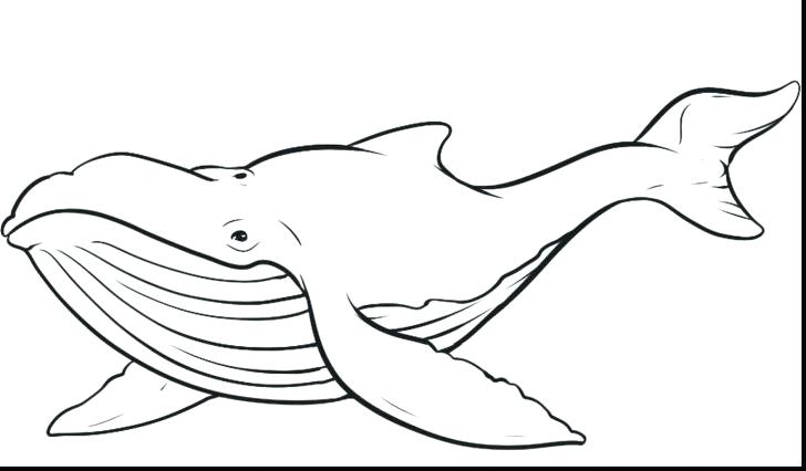 728x426 Orca Coloring Pages Coloring Page Killer Whale Coloring Pages
