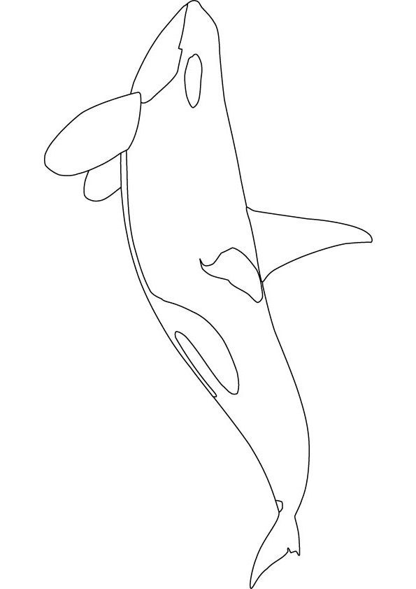 595x842 Orca Printable Coloring Pages