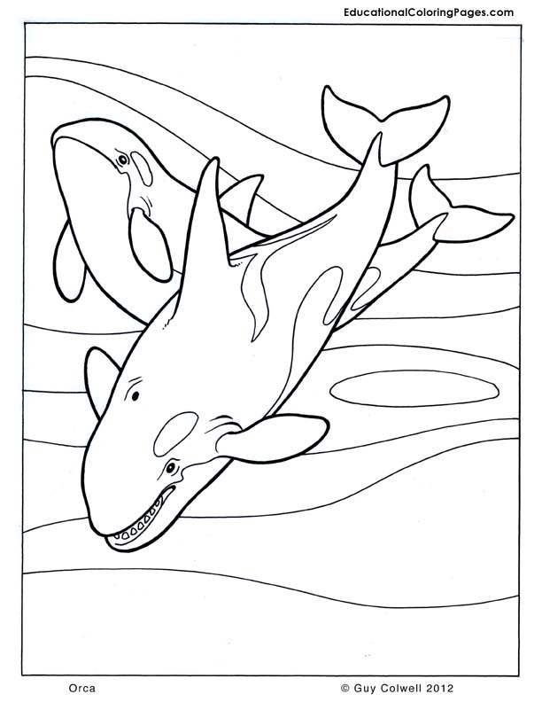 612x792 Orca Coloring Pages Killer Whale Coloring Pages Killer Whale Orca