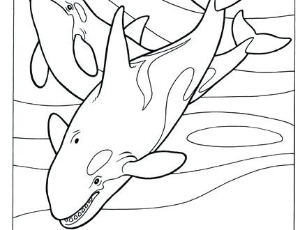 440x330 Orca Coloring Pages