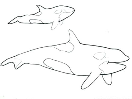440x330 Killer Whale Coloring Pages Whale Coloring Pages Killer Page 6 S