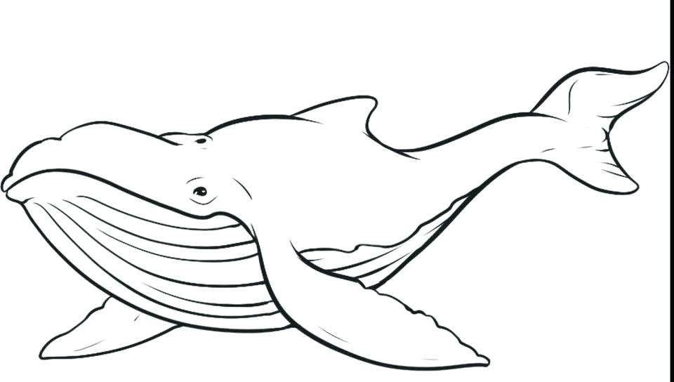 960x544 Orca Coloring Page Coloring Page Coloring Pages Clip Art Whale