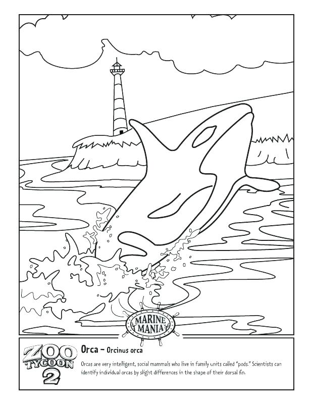 618x800 Orca Whale Coloring Pages Whale Coloring Pages Ntable Killer Whale
