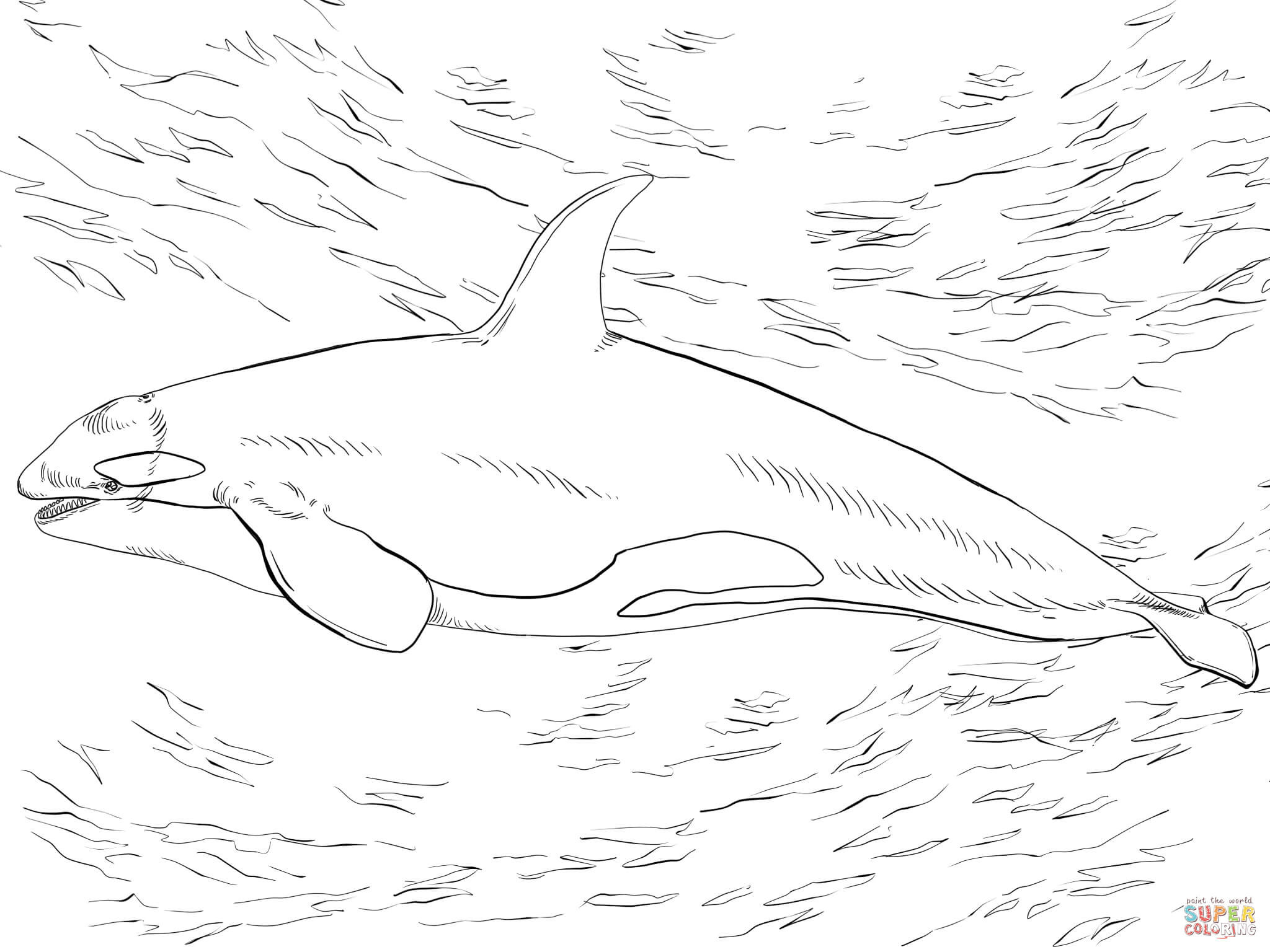 2048x1536 Unusual Killer Whale Coloring Pages Orca Page Free Printable 11622