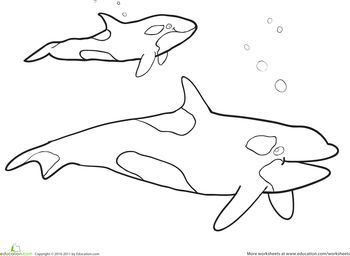 350x256 Httpcolorings.cokiller Whale Coloring Pages