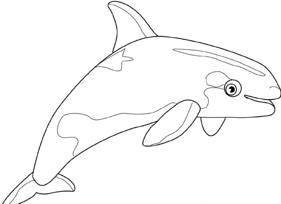 900x653 Inspirational Killer Whale Coloring Page Coloring Ws