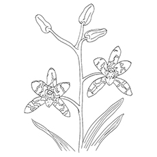 Orchid Coloring Pages