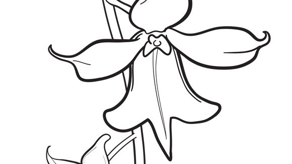 Orchid 580x326 Orchid