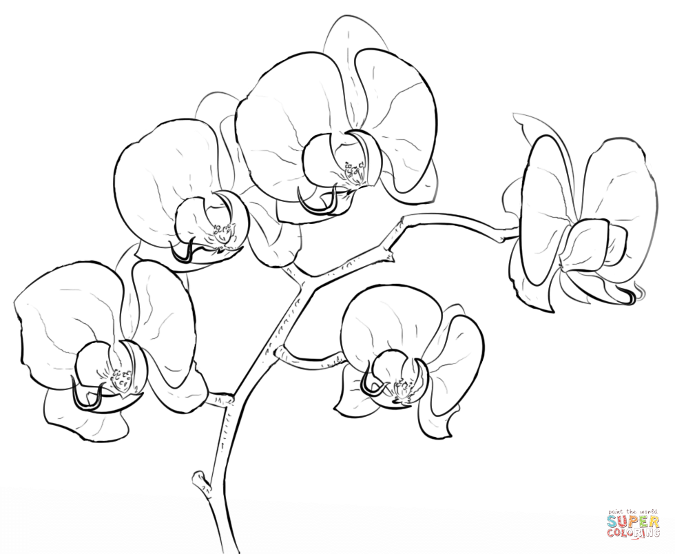 Orchid Super Coloring Art Coloring Pages Orchid 980x804 Orchid Super Coloring Art Coloring Pages Orchid