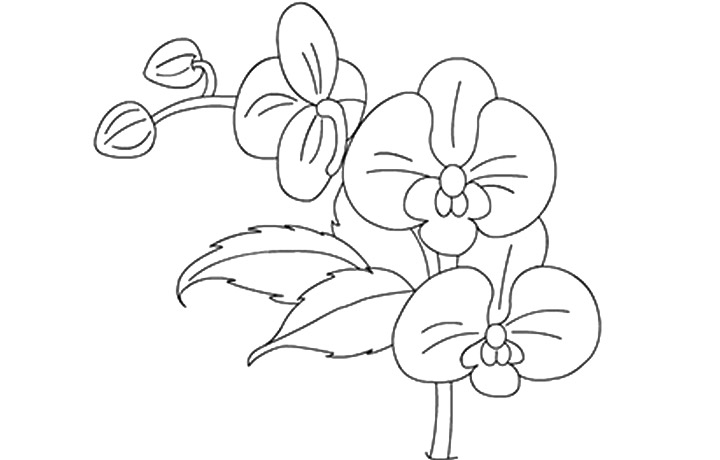 Orchid Coloring Pages Coloring Pages Ideas Reviews Orchid Coloring 720x460 Orchid Coloring Pages Coloring Pages Ideas Reviews Orchid Coloring