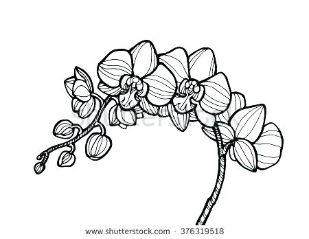 Orchid Coloring Pages Free Orchid Coloring Page Free Printable 450x348 Orchid Coloring Pages Free Orchid Coloring Page Free Printable