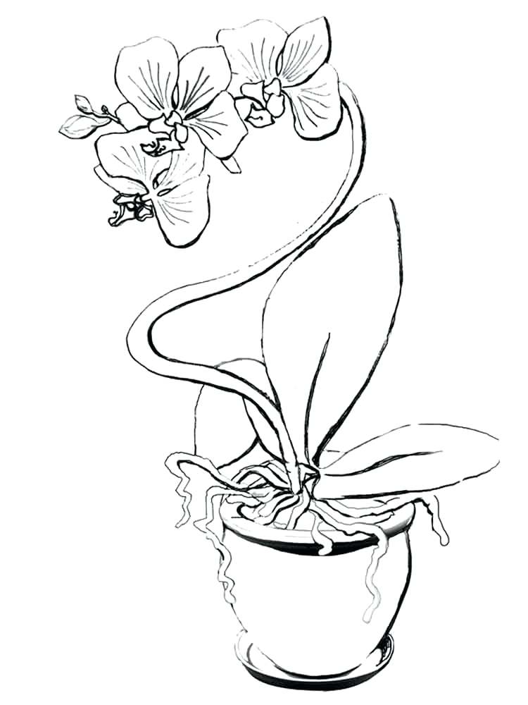 Orchid Coloring Pages Orchid Flower Coloring Pages 1 Orchid 750x1000 Orchid Coloring Pages Orchid Flower Coloring Pages 1 Orchid