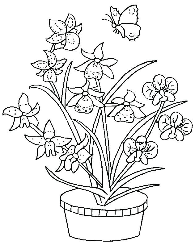 Orchid Coloring Pages Printable Orchid Coloring Pages 631x794 Orchid Coloring Pages Printable Orchid Coloring Pages