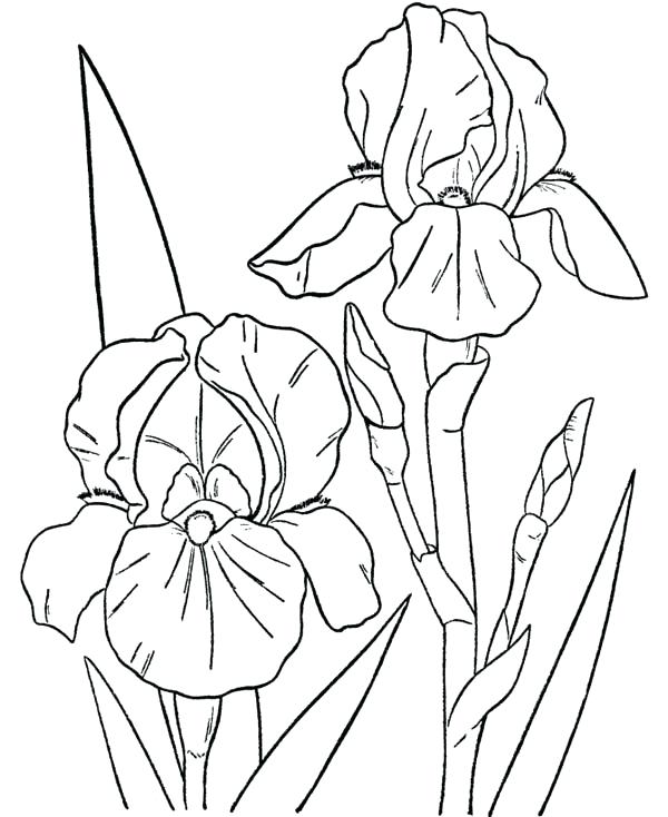 Orchid Flower Coloring Page Color Orchid Coloring Pages Iris 600x734 Orchid Flower Coloring Page Color Orchid Coloring Pages Iris