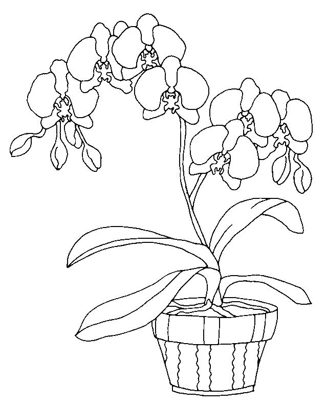 Orchids Coloring Page 10 637x794 Orchids Coloring Page 10