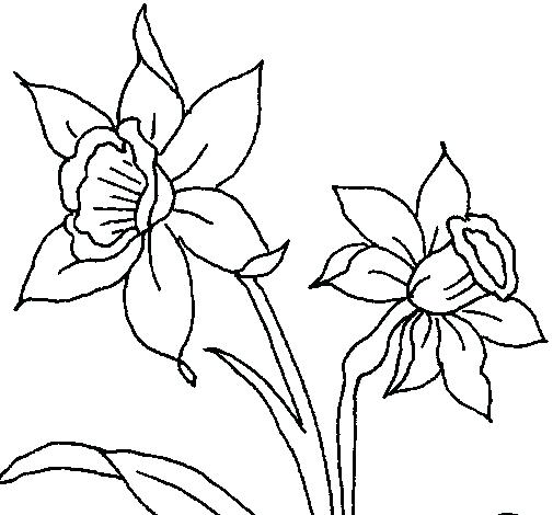 Daffodil Bear Print This Coloring Page Orchid Coloring Pages Free 505x470 Daffodil Bear Print This Coloring Page Orchid Coloring Pages Free