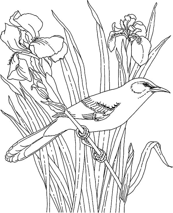 Mockingbird And Beautiful Orchid Coloring Pages Color Luna 600x738 Mockingbird And Beautiful Orchid Coloring Pages Color Luna