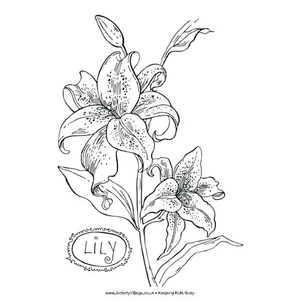 600x600 Orchid Coloring Pages Coloring Pages Ideas Reviews Orchid Coloring